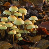 Sulphur Tuft 2 